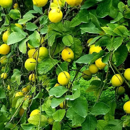 Terre Di Vendicari * Noto